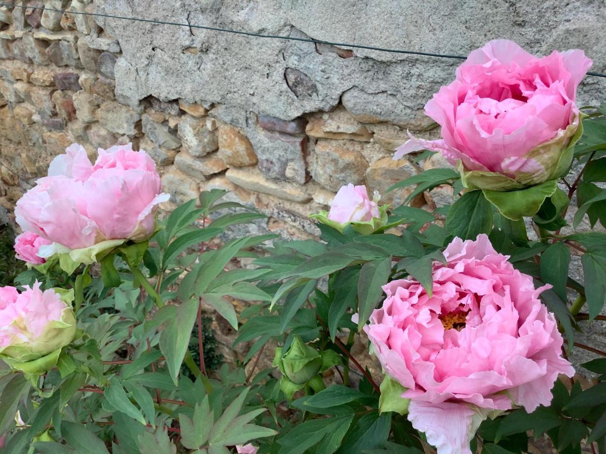 Bed and Breakfast Pivoines Saint-Julien  Zewnętrze zdjęcie